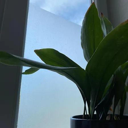 Zentrale City-oase - Ruhe, Kulinarik & Komfort Im Bunten Viertel Apartman Kassel