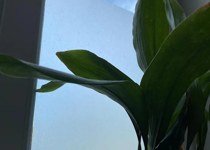 Zentrale City-oase - Ruhe, Kulinarik & Komfort Apartment Kassel